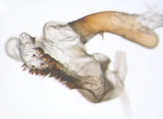 Aedeagus; North Carolina; J.B. Sullivan.