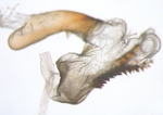 Aedeagus; North Carolina; J.B. Sullivan.