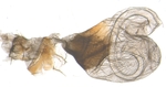 Female genitalia; North Carolina; J.B. Sullivan.