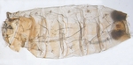 Pelt; North Carolina; J.B. Sullivan.