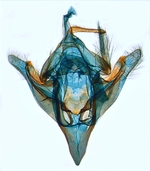 Male genitalia; North Carolina; J.B. Sullivan. 