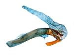 Aedeagus; North Carolina; J.B. Sullivan. 