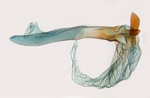 Aedeagus; North Carolina; J.B. Sullivan. 