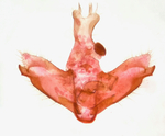 Male genitalia; Yancey County; Jim Petranka.