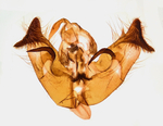Male genitalia; Carteret County; Jim Petranka.