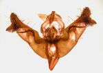 Male genitalia; Madison County; Jim Petranka.