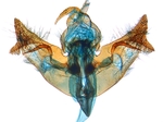 Male genitalia; North Carolina; J.B. Sullivan.