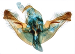 Male genitalia; North Carolina; J.B. Sullivan.
