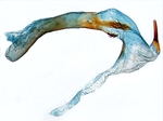 Aedeagus; North Carolina; J.B. Sullivan.