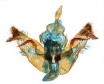 Male genitalia; North Carolina; J.B. Sullivan.