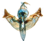 Male genitalia; North Carolina; J.B. Sullivan.