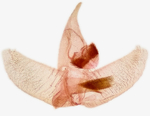 Male genitalia; Madison County; North Carolina.
