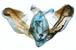 Male genitalia; North Carolina; J.B. Sullivan.
