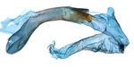 Aedeagus; North Carolina; J.B. Sullivan.