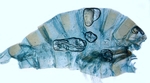 Male pelt; North Carolina; J.B. Sullivan.