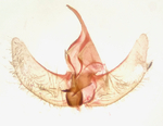 Male genitalia; Buncombe County; Jim Petranka.