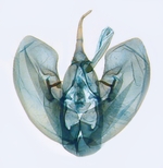 Male genitalia; North Carolina; J.B. Sullivan.
