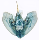 Male genitalia; North Carolina; J.B. Sullivan.