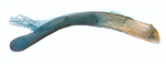 Aedeagus; North Carolina; J.B. Sullivan.