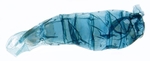 Male pelt; North Carolina; J.B. Sullivan.