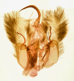 Male genitalia; Richmond County; Jim Petranka.