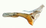 Aedeagus; North Carolina; J.B. Sullivan. 
