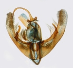 Male genitalia; North Carolina; J.B. Sullivan. 