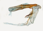 Aedeagus; North Carolina; J.B. Sullivan. 