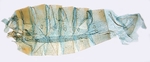 Male pelt; North Carolina; J.B. Sullivan. 