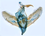 Male genitalia; North Carolina; J.B. Sullivan.
