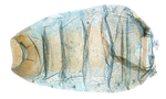 Female genitalia; North Carolina; J.B. Sullivan.