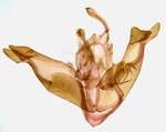Male genitalia; Richmond County; Jim Petranka.