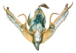 Male genitalia; North Carolina; J.B. Sullivan.