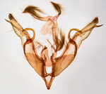 Male genitalia; Craven County; Jim Petranka.