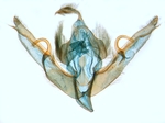 Male genitalia; North Carolina; J.B. Sullivan.