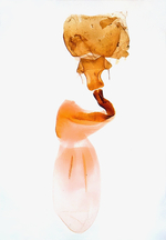 Female genitalia; Madison County; Jim Petranka.