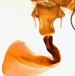 Female genitalia; Madison County; Jim Petranka.