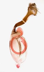 Female genitalia; Craven County; Jim Petranka.