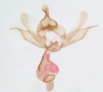 Male genitalia; Orange County; Jim Petranka.