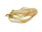 Male genitalia; Mecklenburg County; Jim Petranka.