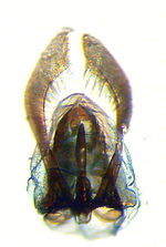 Ventral view of capsule; Carteret County; J.B. Sullivan.