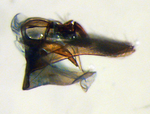 Lateral view of capsule; Carteret County; J.B. Sullivan.