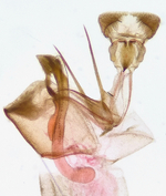 Male genitalia; Madison County; Jim Petranka.