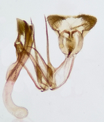 Male genitalia; Madison County; Jim Petranka.