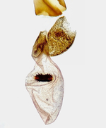 Female genitalia; Madison County; Jim Petranka.