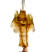 Female genitalia; Madison County; Jim Petranka.