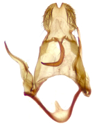 Male genitalia; Halifax County; Jim Petranka.