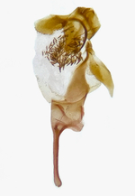 Aedeagus; Madison County; Jim Petranka.