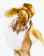 Aedeagus; Madison County; Jim Petranka.