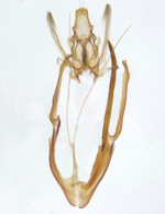 Male genitalia (aedeagus removed); Madison County; Jim Petranka.